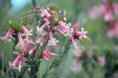 Australian native Pink Five-Corners Flowers, Styphelia triflora, family Ericaceae, growing in heath along the Little Marley Firetrail, Royal National Park, NSW, Australia