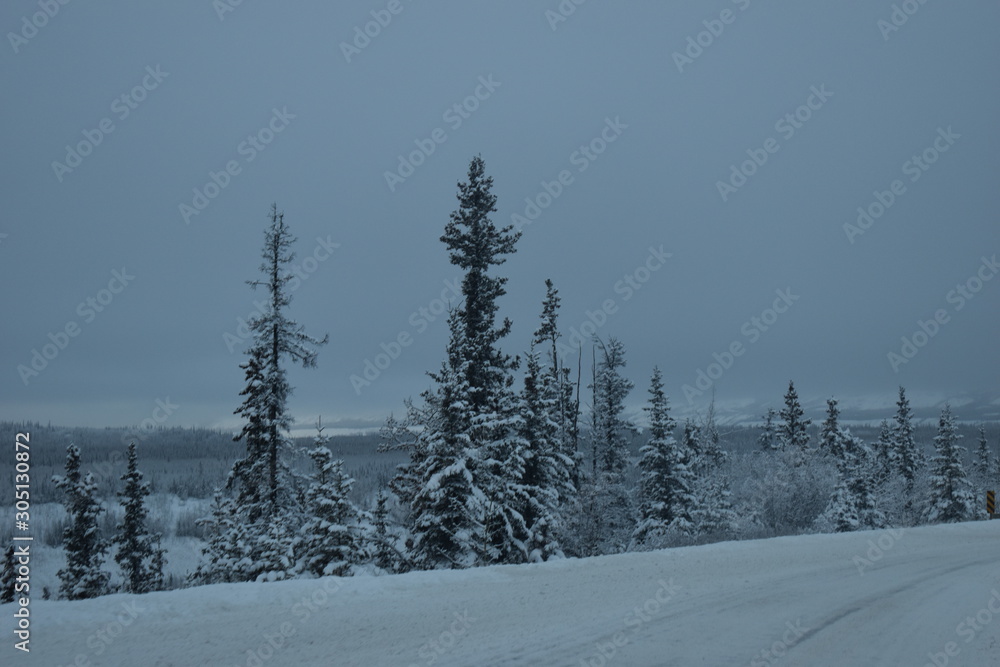 Fototapeta premium pinos nevados sobre carretera