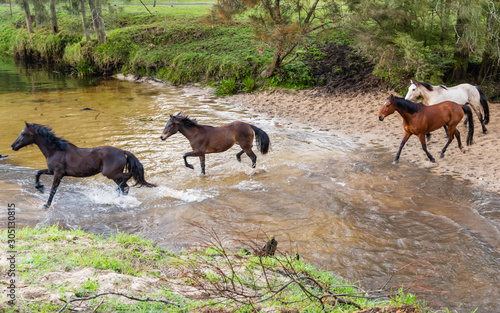 Running of the Horses © Merrillie