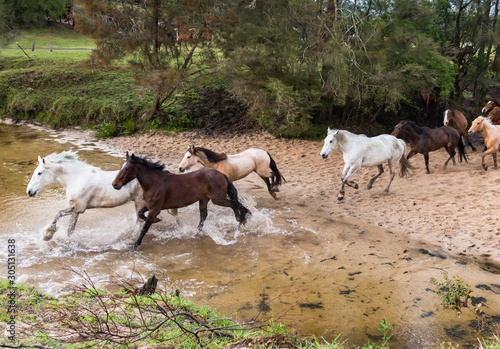 Running of the Horses