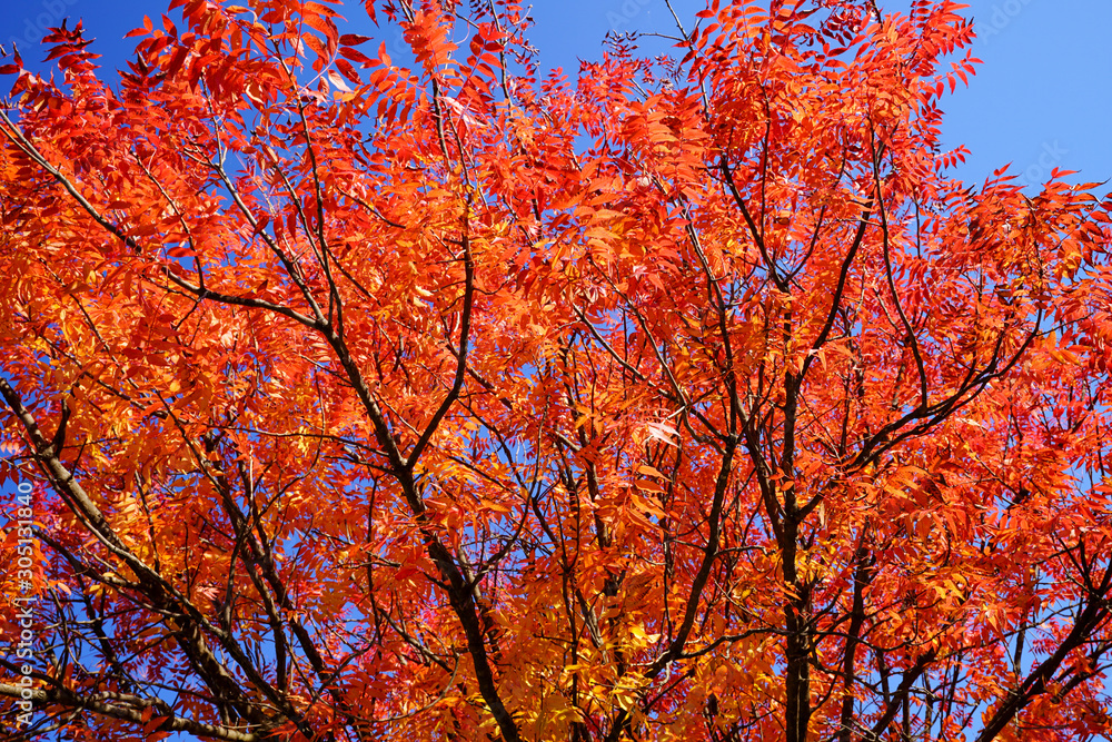 View of colorful trees during autumn near Dallas, Texas against blue sky background View of colorful trees during autumn near Dallas, Texas against blue sky background