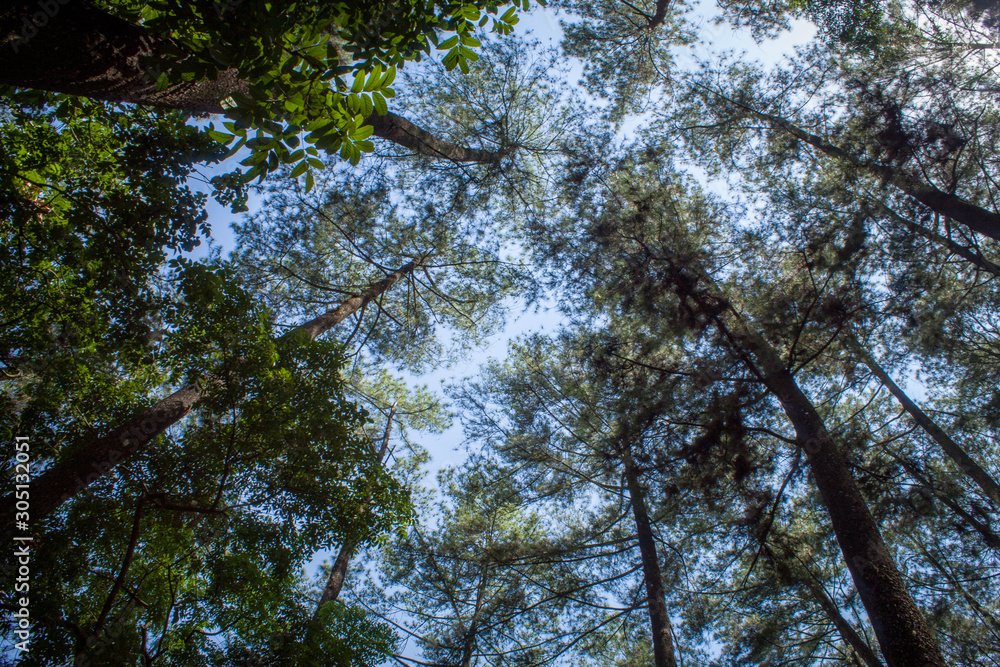 Fototapeta premium Beautiful of a green forest with trees in the early morning, Sun rays through the trees