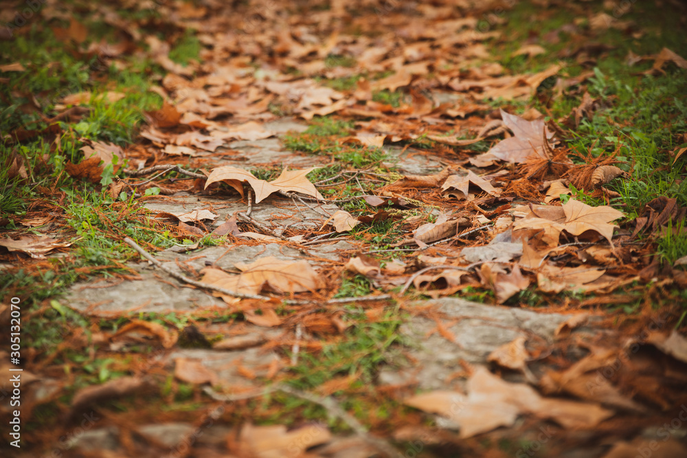  Stone path dotted with plane tree leaves and turf in autumn
