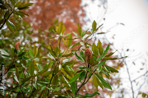  Magnolia grandiflora fruit in autumn