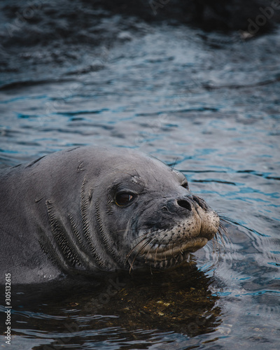 Hawaiian Monk Seal © Glenn