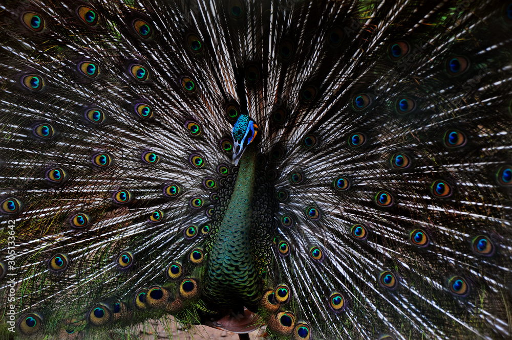 Naklejka premium male peacock with a loose tail shows off his beautiful colors