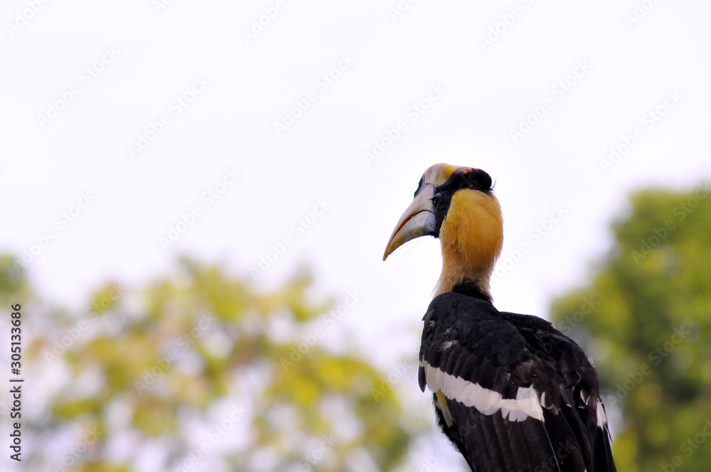 Obraz premium Great hornbill in remote evergreen, Thailand