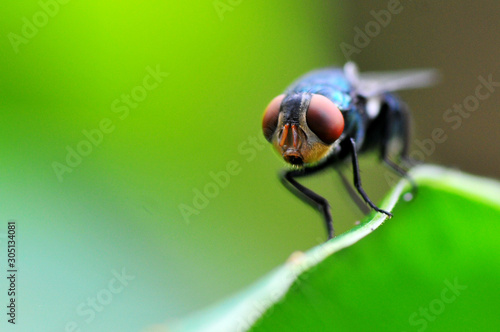 Blow fly, carrion fly, bluebottles or cluster flyon Green Background
