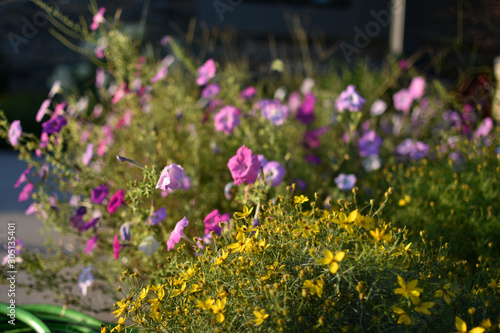 Beautiful Wave Petunias at golden hour.