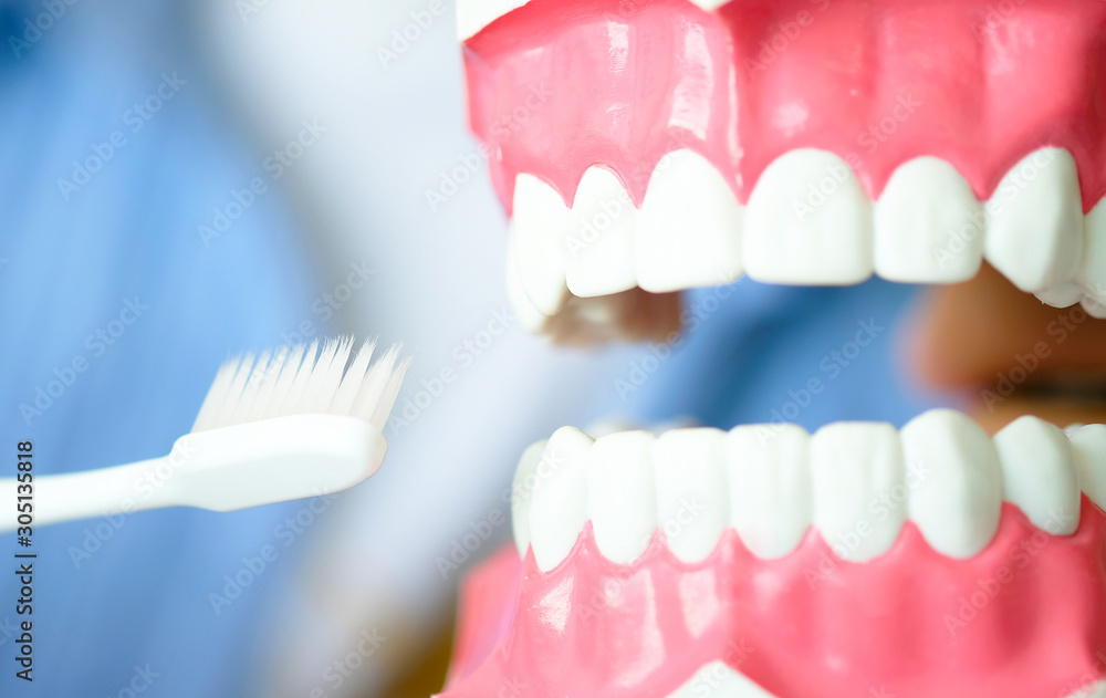 Obraz premium hands of a dentist, he is demonstrating how to brush your teeth properly. To clean the teeth and oral cavity.