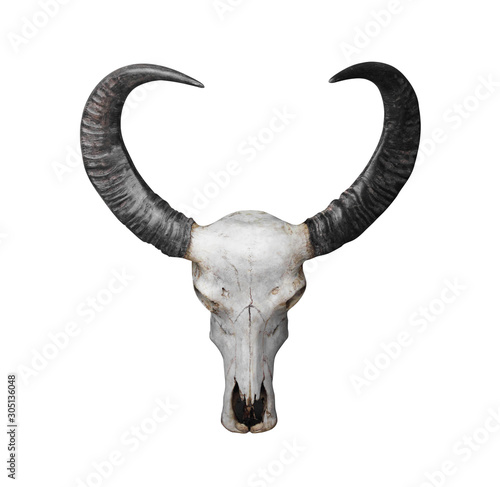 Head skull of bull white background