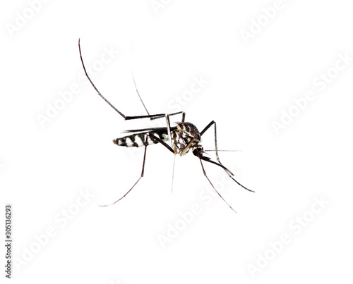 Mosquitoes striped white background