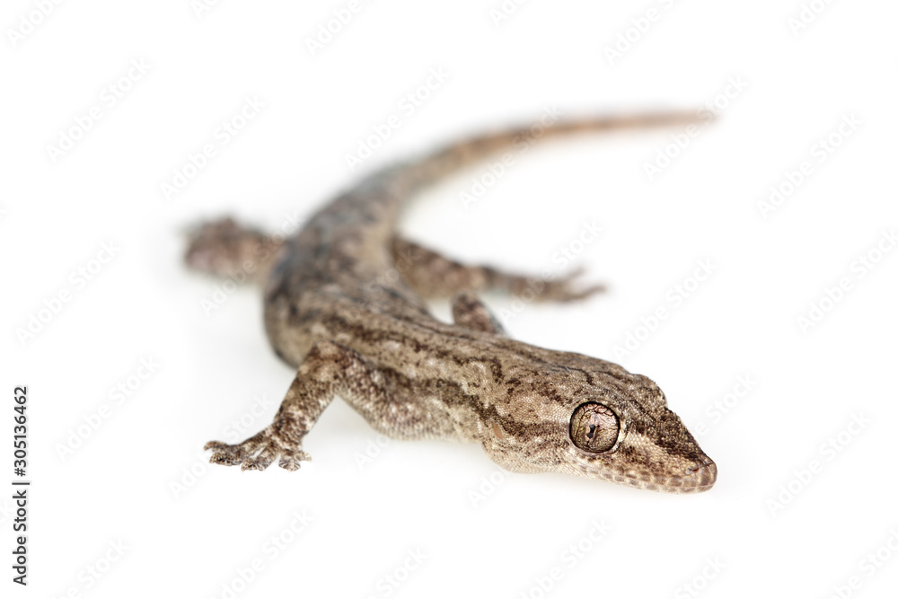 Naklejka premium gecko asian lizard on a white background.
