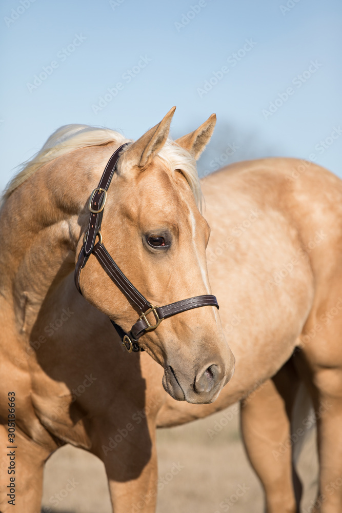 Obraz premium Horse Portrait