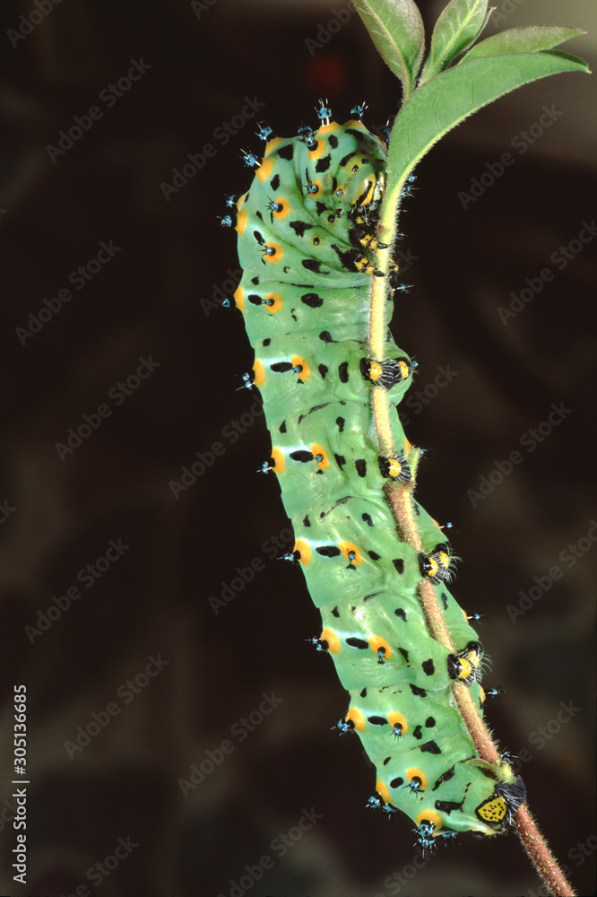 Naklejka premium Calleta Silkmoth Caterpillar (Eupackardia Calleta)
