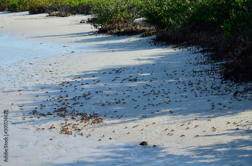 A large group of crabs on the beach