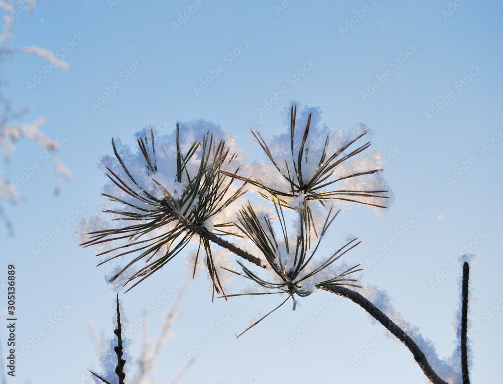 Fototapeta premium Plants covered with snow, Omsk region, Russia