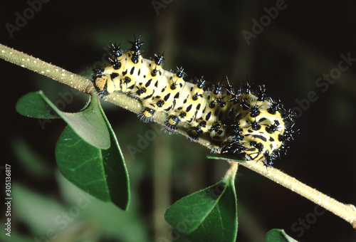 Calleta Silkmoth Caterpillar (Eupackardia Calleta) photo