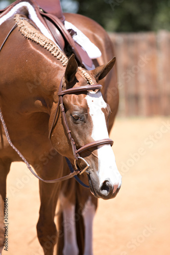 Fototapeta Naklejka Na Ścianę i Meble -  English Horse