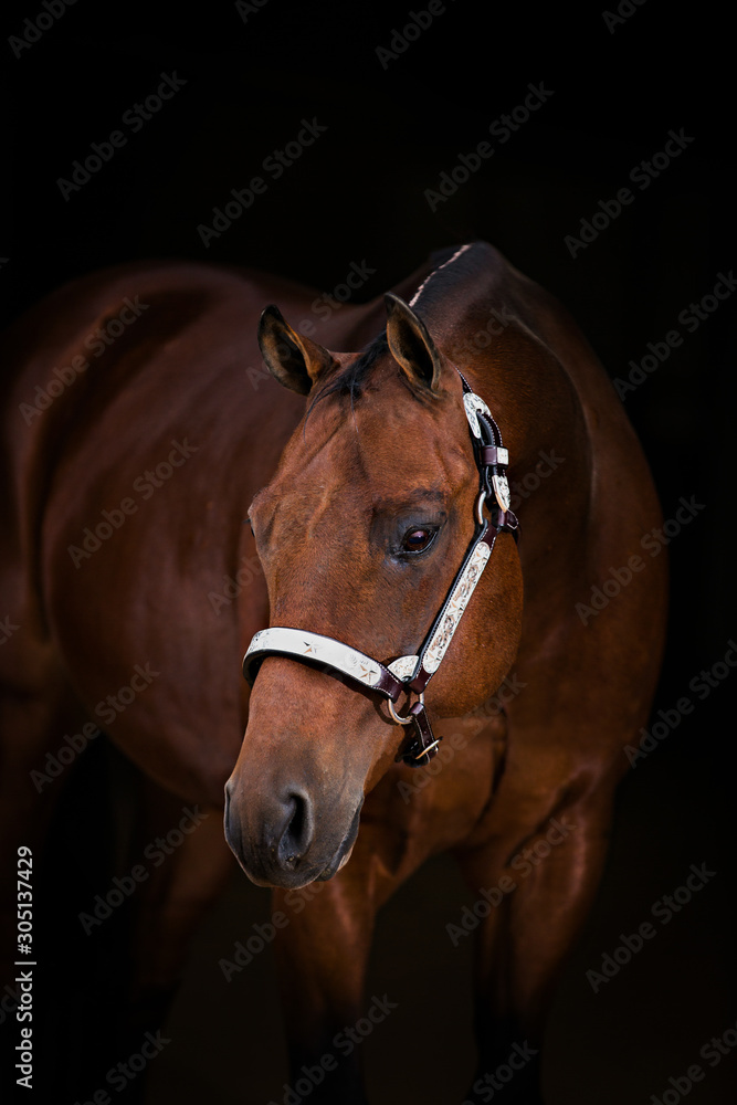 Obraz premium Horse Portrait