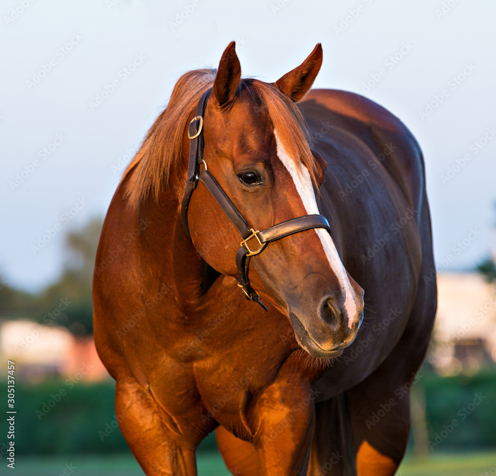 Obraz premium Horse Portrait