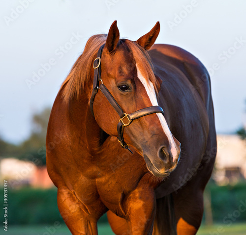 Horse Portrait