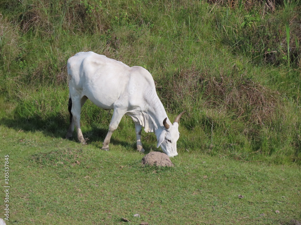 Fototapeta premium Nelore cow eating grass. Cattle Grazing.