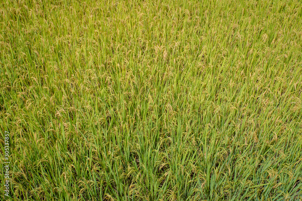 Obraz premium shot of rice field and drops more in my portfolio