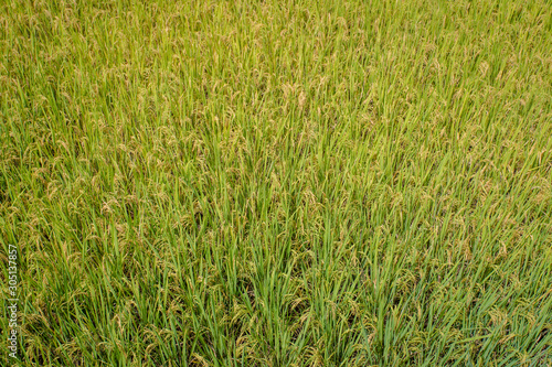 shot of rice field and drops more in my portfolio