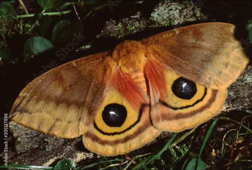 Io Moth (Automaris Io) photo