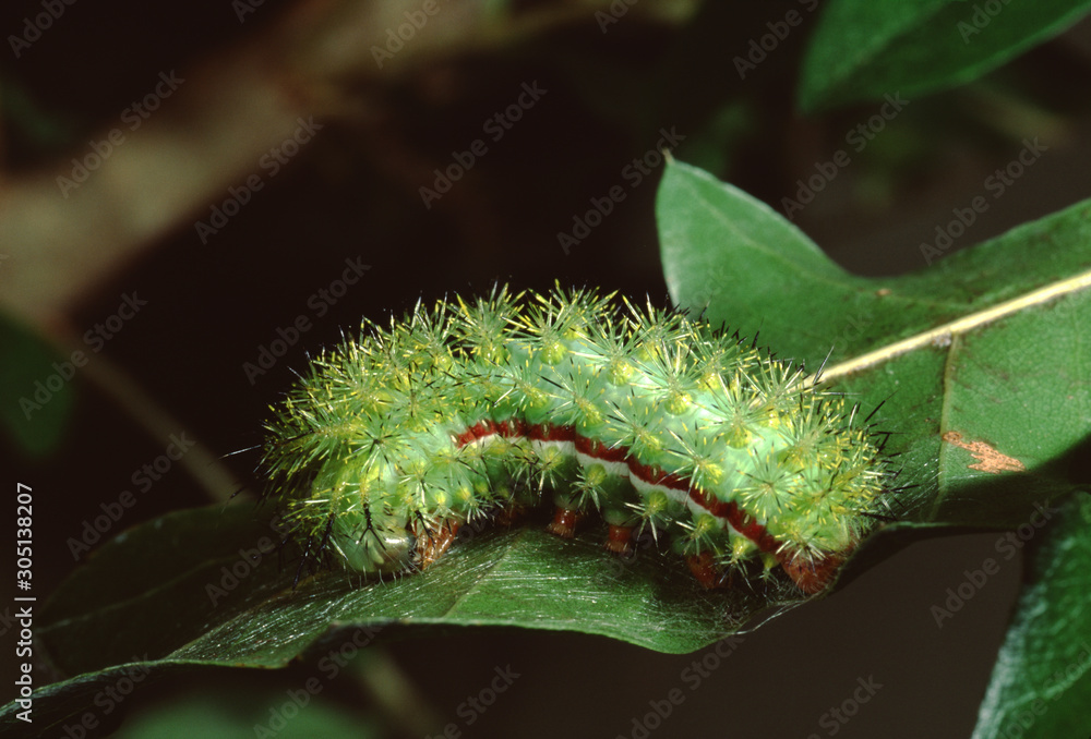 Naklejka premium Io Moth Caterpillar (Automaris Io)