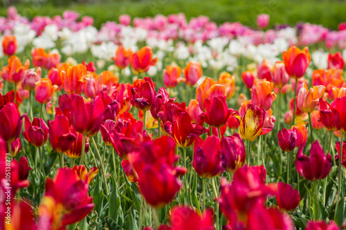 field of red tulips #305138273