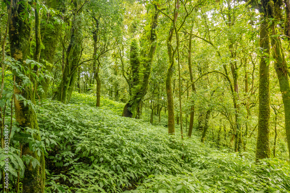 Fototapeta premium Ang ka nature trail in Doi Inthanon national park , Chiang mai , Thailand.