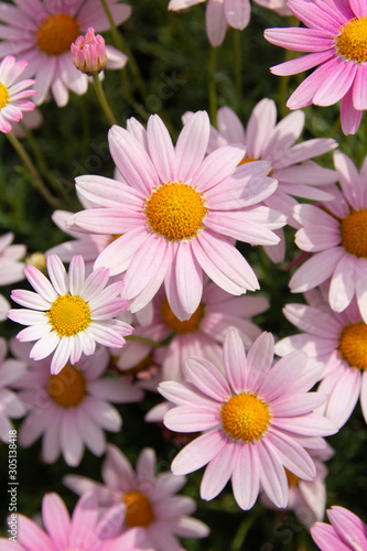 pink flower in the garden