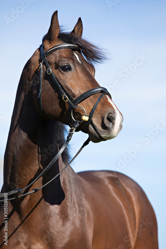 Fototapeta Naklejka Na Ścianę i Meble -  Dressage Horse