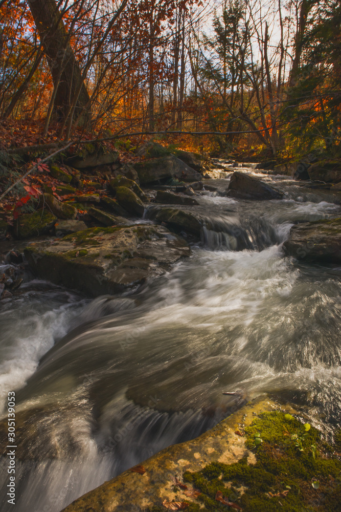 river in the forest