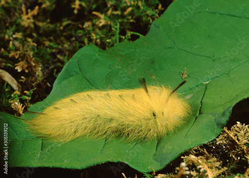 Spotted Apatelodes Moth Caterpillar (Apatelodes Torrefacta) photo