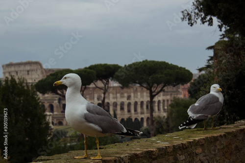 White seagull in front of the Roman Colosseum