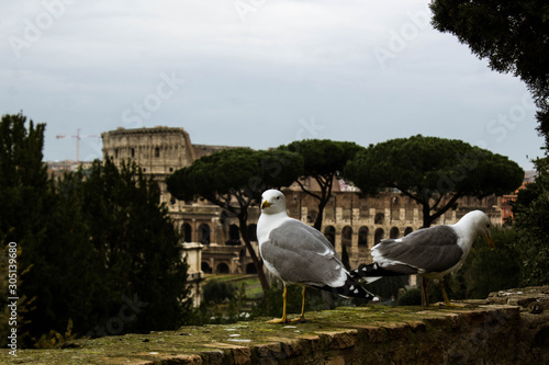 White seagull in front of the Roman Colosseum