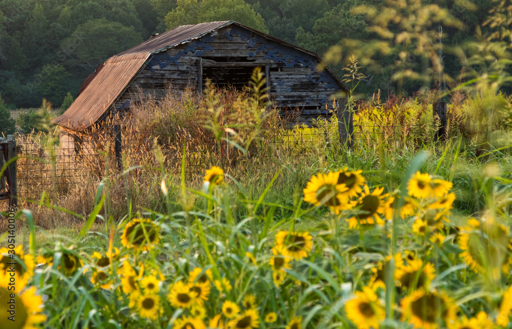 field of yellow flowers with a barn