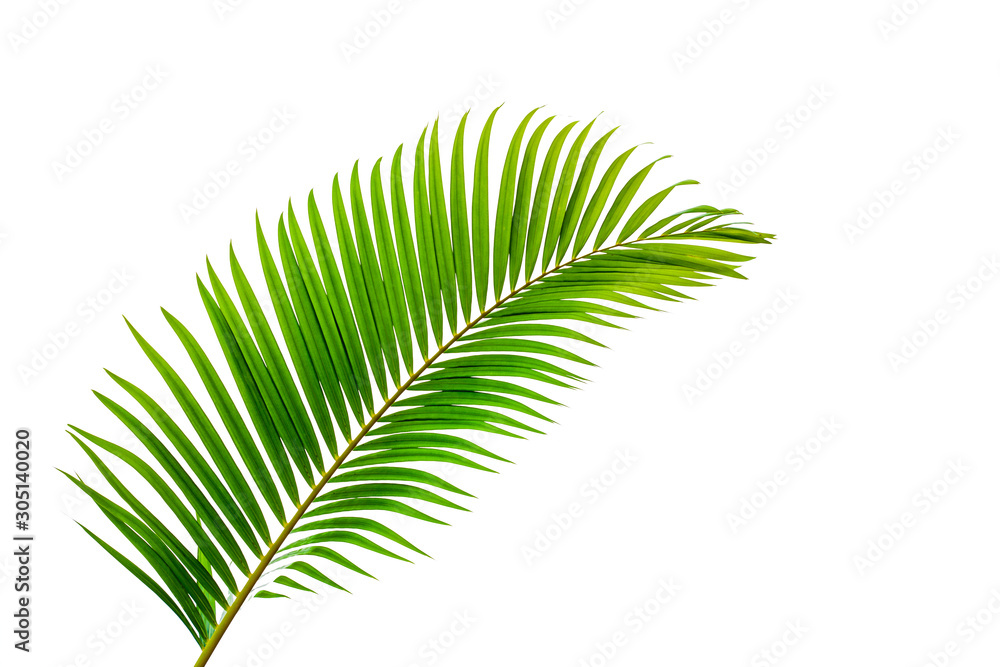 Obraz premium leaves of coconut isolated on white background, summer background