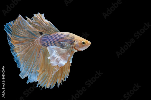 Betta, Siamese fighting fish, Betta splendens, pla-kad ( biting fish) Thai , trey krem Khmer, popular aquarium fish. White sky blue and super red half moon tail betta fighting motion isolated on black