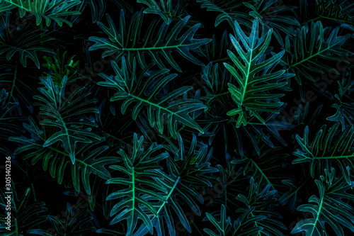 abstract green leaf texture  dark blue tone nature background  tropical leaf