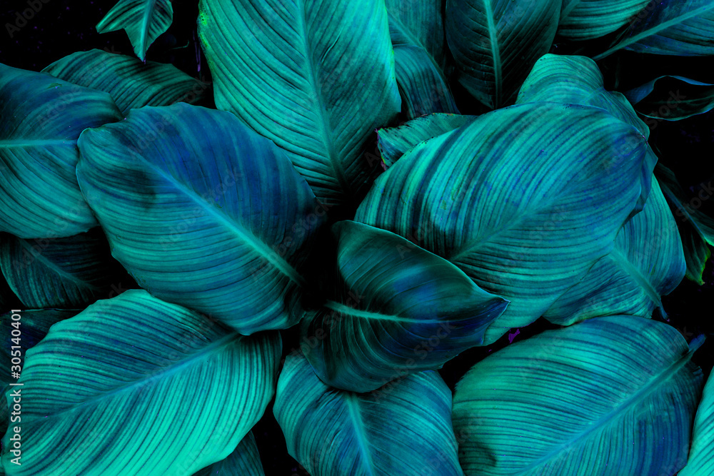 leaves of Spathiphyllum cannifolium, abstract green texture, nature background, tropical leaf leaves of Spathiphyllum cannifolium, abstract green texture, nature background, tropical leaf