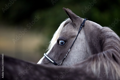 Horse Detail