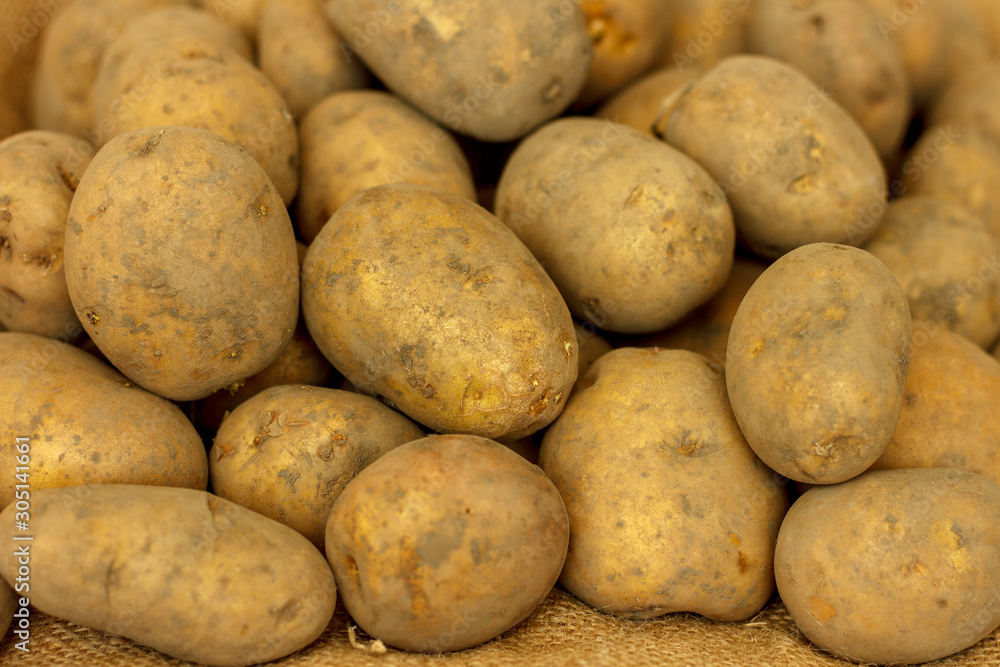 Fresh potato tubers, with a new crop, collected in the garden, close-up. Fresh potato tubers, with a new crop, collected in the garden, close-up.