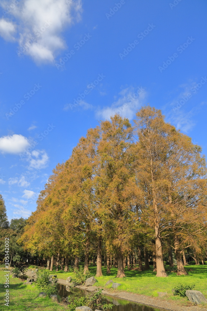 Autumn leaves of metasequoia