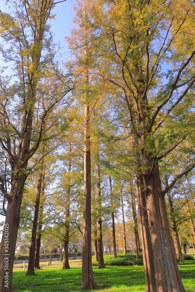 Autumn leaves of metasequoia