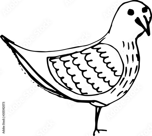 Ink hand drawn bird sketch. Vector outline illusytation