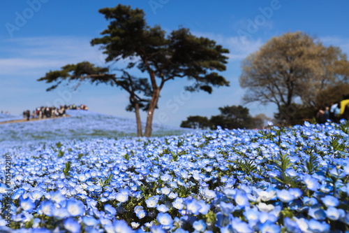 Wallpaper Mural tree on the hill Torontodigital.ca